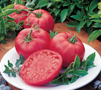 Tomato Brandy Boy 10 seeds