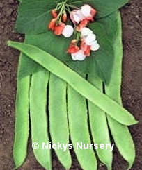 Runner Bean Painted Lady 50g av 35 seeds