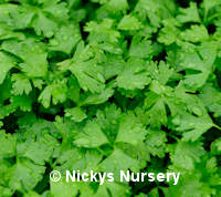 Celery Leaf Dark Green Soup 1000 seeds