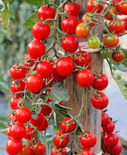 Tomato Crokini disease resistant 10 seeds