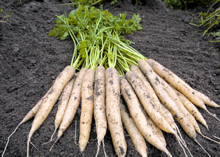 Carrot White Satin 300 seeds