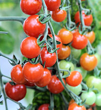 Tomato Sweet Aperitif 10 seeds