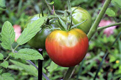 Tomato Cherokee Purple 10 seeds