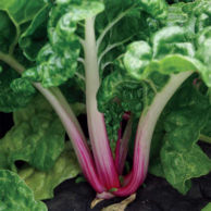 Swiss Chard Peppermint 100 seeds