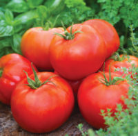 Tomato Big Daddy F1 Disease Resistant 10 seeds