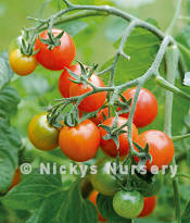 Tomato Losetto blight resistant 8 seeds