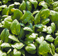 Spinach Arcadia 250 seeds