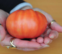 Tomato Caspian Pink 15 seeds