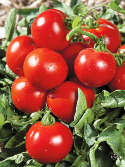 Tomato Paola disease resistance 10 seeds