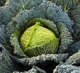 Cabbage Savoy Cordesa Clubroot resistant 20 seeds