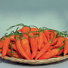 Chilli Havana Gold 10 seeds