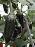 Chilli Chenzo 10 seeds