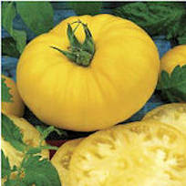 Tomato Yellow Brandywine 10 seeds