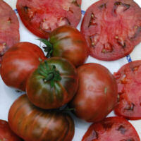 Tomato Black Sea Man 10 seeds
