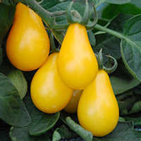 Tomato Beams Yellow Pear 15 seeds