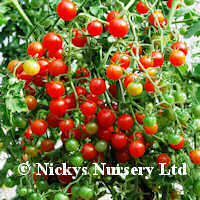 Tomato Sweet-Pea Currant 20 seeds