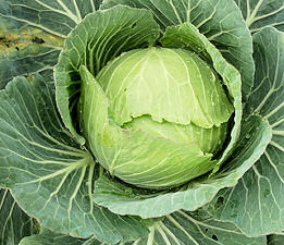 Cabbage Stonehead 50 seeds