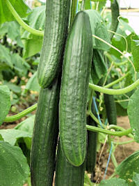 Cucumber Louisa 5 seeds