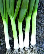 Salad Onion Tipika av 300 seeds