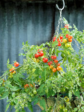 Tomato Lizzano Blight Resistant 8 seeds