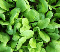 Spinach Amazon 500 seeds