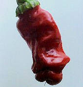 Chilli Peter Pepper Red 10 seeds
