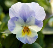 Viola. Wedgewood 30 seeds