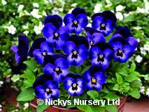 Viola. Penny Denim Jump Up 30 seeds