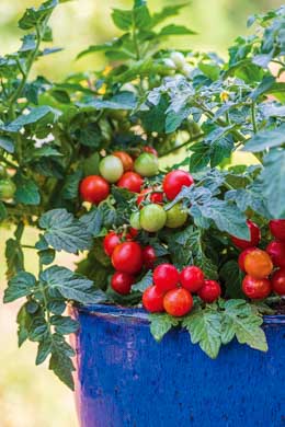 Tomato Veranda Red 10 seeds