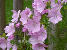 Mallow Musk 450 seeds