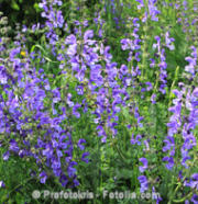 Clary Wild  75 seeds