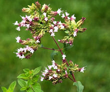 Marjoram Wild 750 seeds