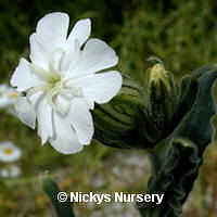 Campion White 900 seeds