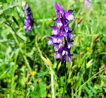 Tufted Vetch 30 seeds