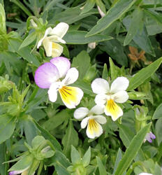 Pansy Wild Viola Tricolour 150 seeds