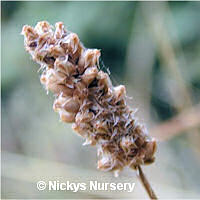 Ribwort Plantain 300 seeds