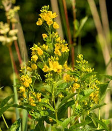Yellow Loosestrife 200 seeds
