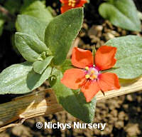 Scarlet Pimpernel 500 seeds