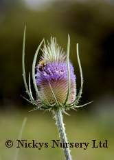 Teasel 250 seeds
