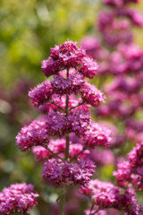 Valerian Common 500 seeds