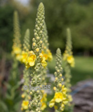 Mullein Great or Aarons Rod 0.5g