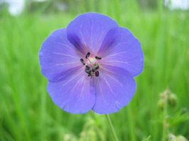 Meadow Cranesbill 25 seeds