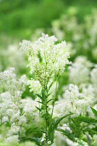 Meadowsweet 1g