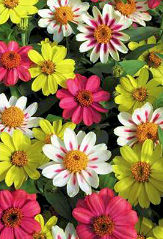 Zinnia. Zahara Raspberry Lemonade Mix 15 seeds