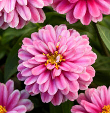 Zinnia. Zahara Double Raspberry Ripple 15 seeds