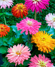 Zinnia. Giant Cactus Flowered Mix 100 seeds