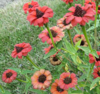 Zinnia. Andes Jewel 20 seeds