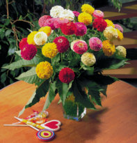 Zinnia. Oklahoma Mixed 70 seeds