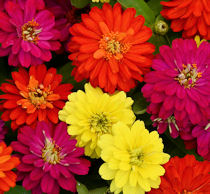 Zinnia. Zahara Double Brilliant Mix 15 seeds