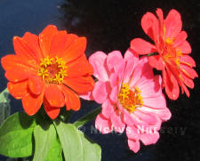 Zinnia. Yoga 100 seeds